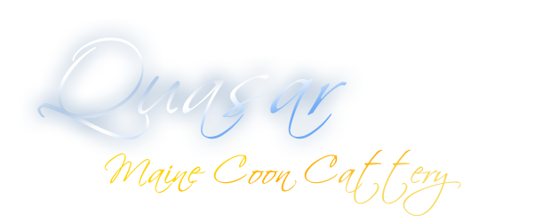 Quasar - Maine Coon Cattery